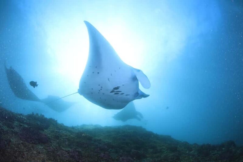 Bali/Nusa Penida: 3 Fun Dives to Manta Point, Mola & Reef - Introduction: A Well-Rounded Underwater Adventure