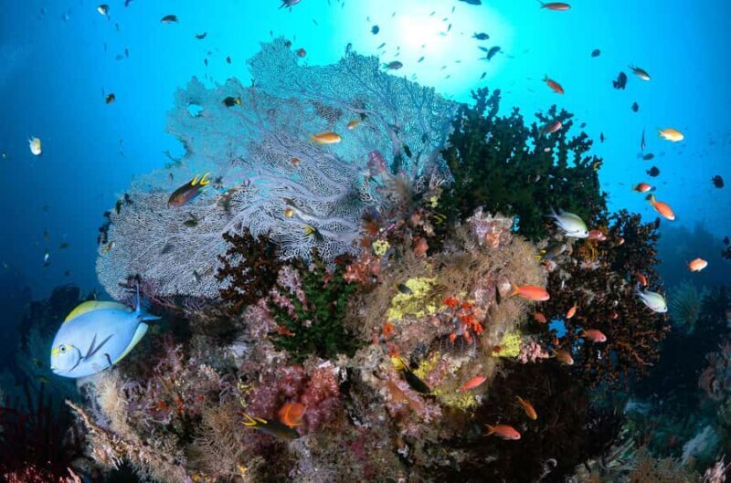 Bali/Nusa Penida: 3 Fun Dives to Manta Point, Mola & Reef - Final Thoughts: Is It Worth It?