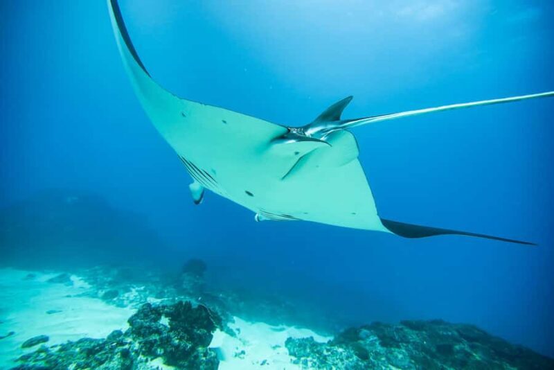 Bali: Nusa Penida by Premium Yacht, Manta Rays, Land Tour - Land Tour: Kelingking Cliff and Beyond