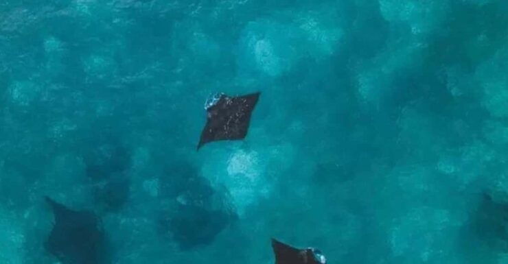 Bali : Nusa Penida Excursion Tour to See Manta Rays by Boat - Key Points