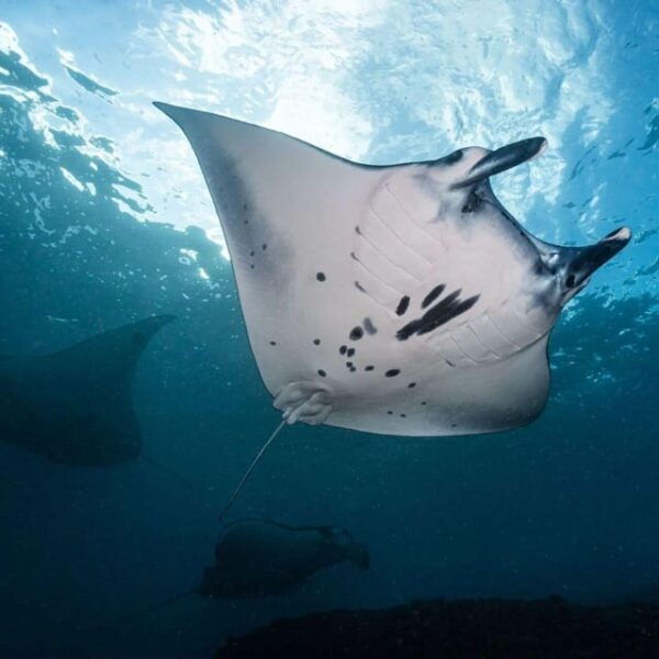 Bali : Nusa Penida Excursion Tour to See Manta Rays by Boat - Important Information