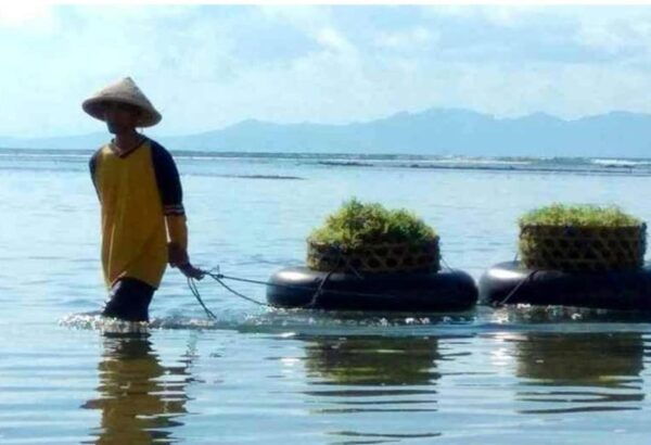 Bali : Nusa Penida Hidden Activity, Seaweed, Temple, Beach. - Inclusions and Benefits
