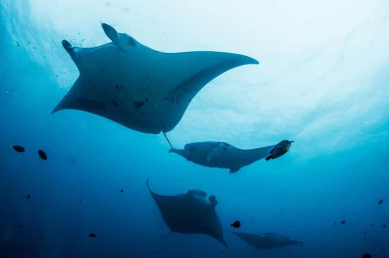 Bali/Nusa Penida: Manta Point Snorkel Boat & West Coast Tour - An In-Depth Look at the Tour Experience