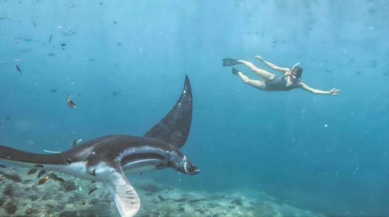 Bali/Nusa Penida: Manta Point Snorkeling & West Coast Tour - FAQ  