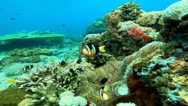 Bali: Nusa Penida Snorkeling Adventure and Island Tour - Tips for a Great Experience