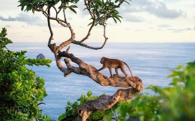 Bali: Nusa Penida Snorkeling ond Land Tour - Who Should Consider This Tour?