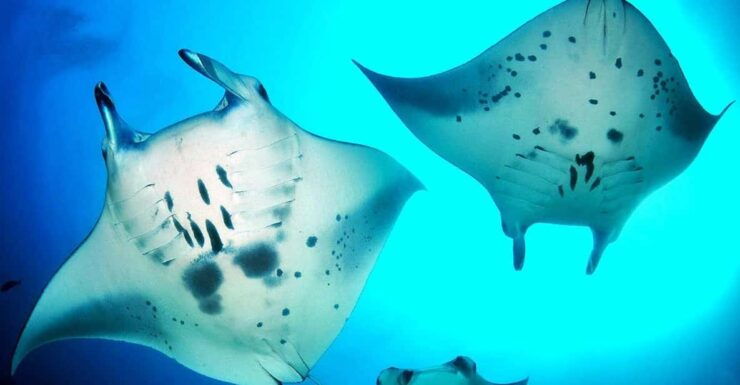 Bali: Nusa Penida Snorkeling Tour With Hotel Transfers - Key Points