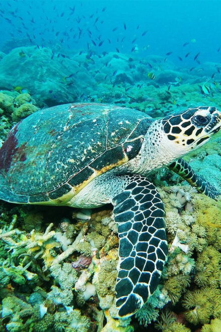 Bali: Nusa Penida Snorkeling Tour With Hotel Transfers - Important Information