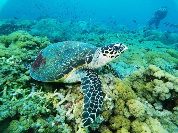 Bali: Nusa Penida Snorkeling Tour With Hotel Transfers - Questions You May Have