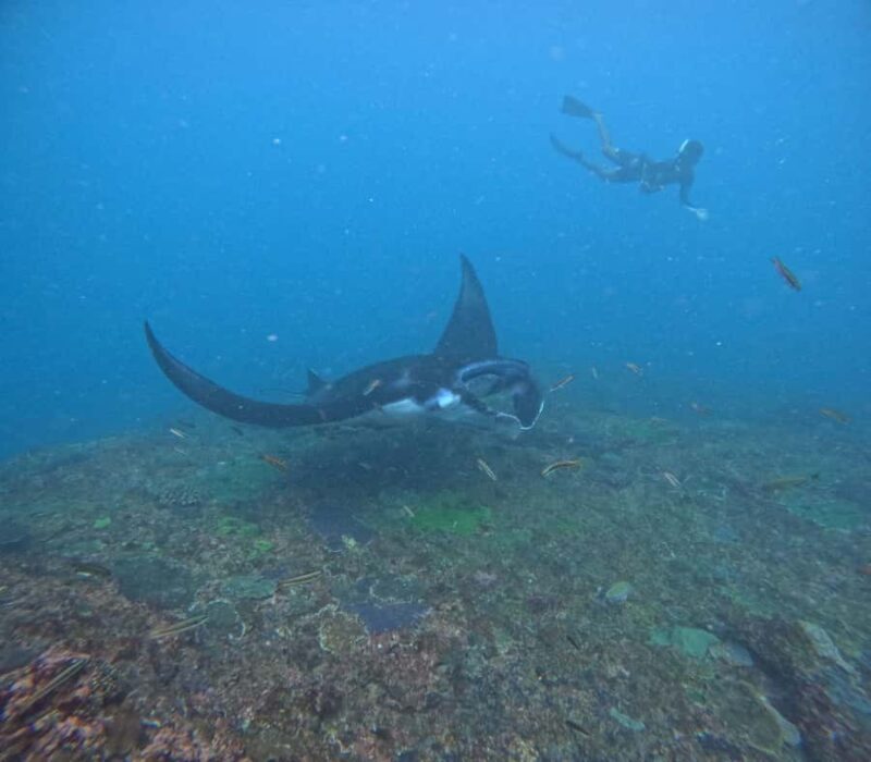 Bali: Nusa Penida Tour with Lunch & Manta Point Snorkeling - The Sum Up