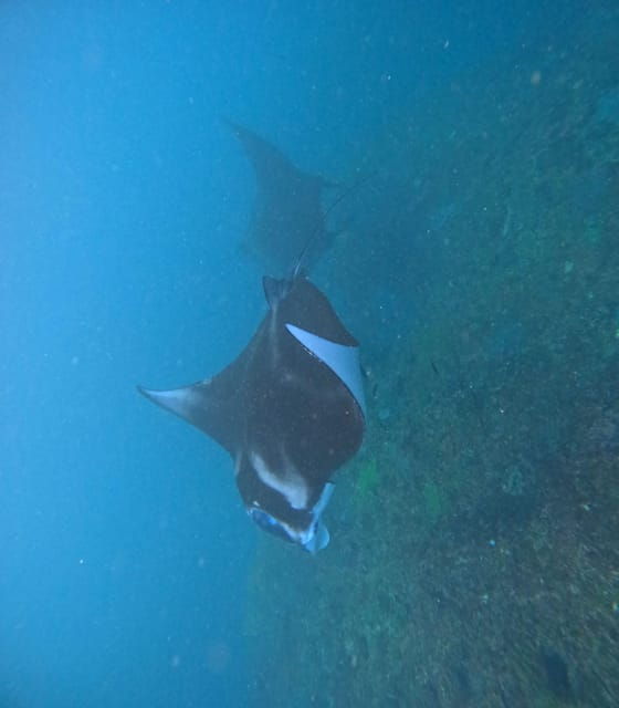Bali: Nusa Penida Tour With Lunch & Manta Point Snorkeling - Key Points