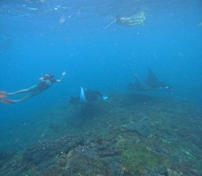 Bali: Nusa Penida Tour With Lunch & Manta Point Snorkeling - Snorkeling Experience