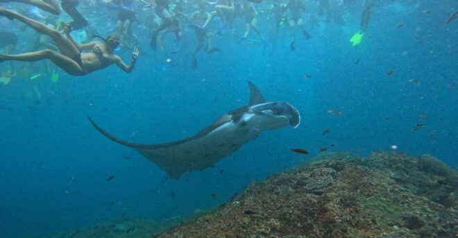 Bali: Nusa Penida Tour With Lunch & Manta Point Snorkeling - Transportation Details