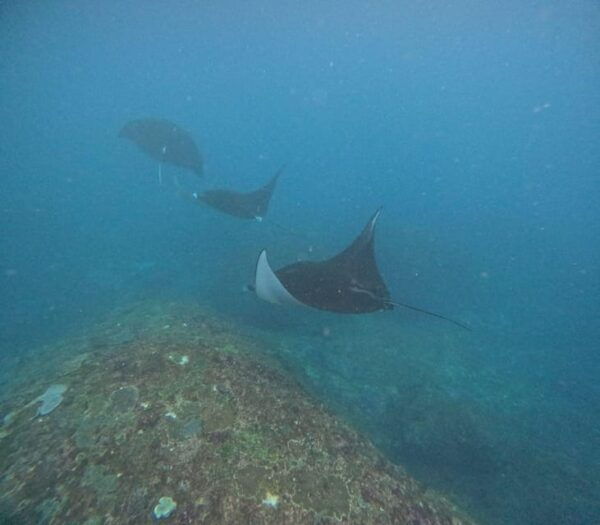 Bali: Nusa Penida Tour With Lunch & Manta Point Snorkeling - Inclusions and Exclusions