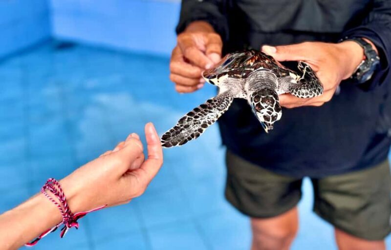 Bali: Nusa Penida: Turtle Conservation, Massive Cave Temple - Good To Know  