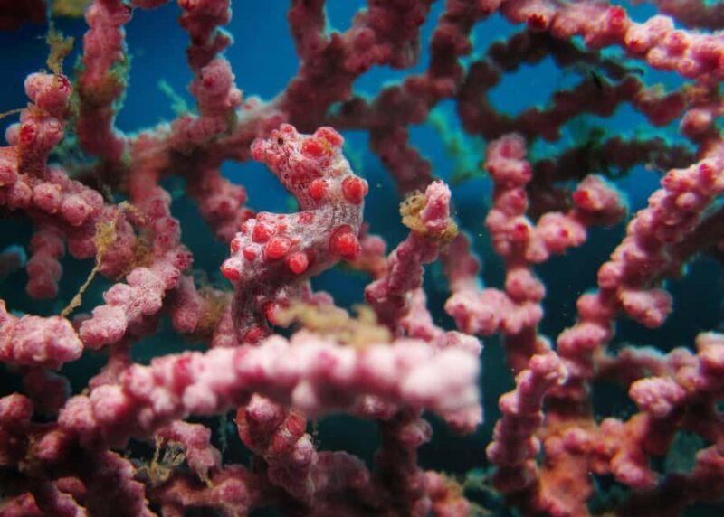 BALI: PADANG BAI DIVE TRIP WITH HOTEL TRANSFERS & LUNCH - Introduction