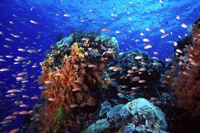 BALI: PADANG BAI DIVE TRIP WITH HOTEL TRANSFERS & LUNCH - Good To Know