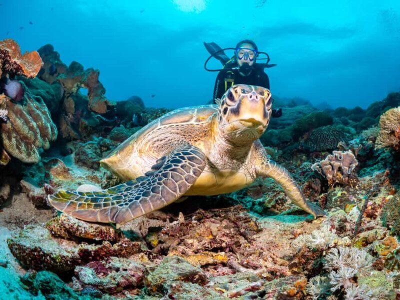 BALI: PADANG BAI DIVE TRIP WITH HOTEL TRANSFERS & LUNCH - Good To Know