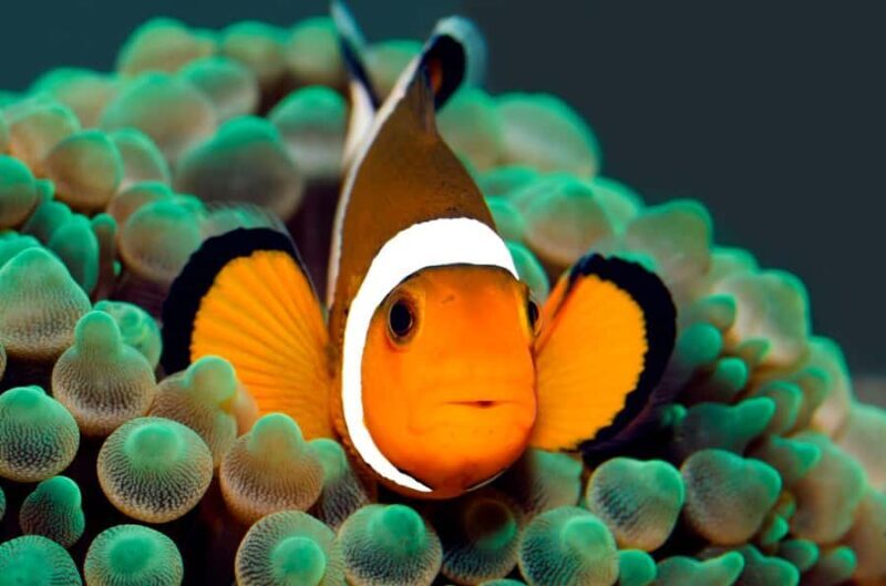 BALI: PADANG BAI DIVE TRIP WITH HOTEL TRANSFERS & LUNCH - What to Expect on Your Bali Padang Bai Dive Trip