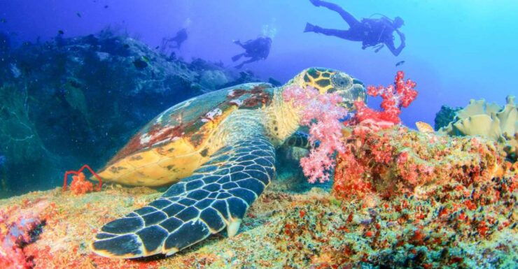 Bali: Padangbai Blue Lagoon Beginners Dive Experience - Activity Details