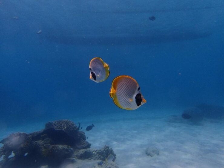 Bali: Padangbai Blue Lagoon Scuba Diving - Activity Details