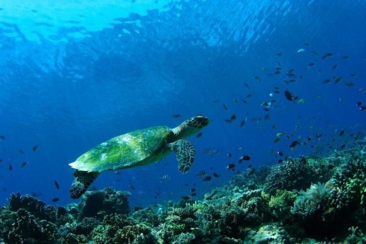 Bali: Padangbai Blue Lagoon Scuba Diving - Highlights of the Dive