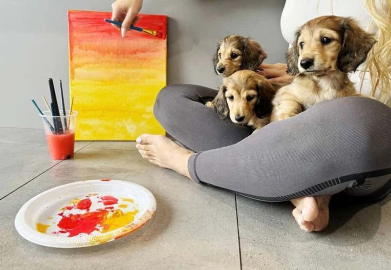 Bali: Paint with Puppies - Ubud, Canggu - An Honest Look at the Paint & Puppies Play Experience