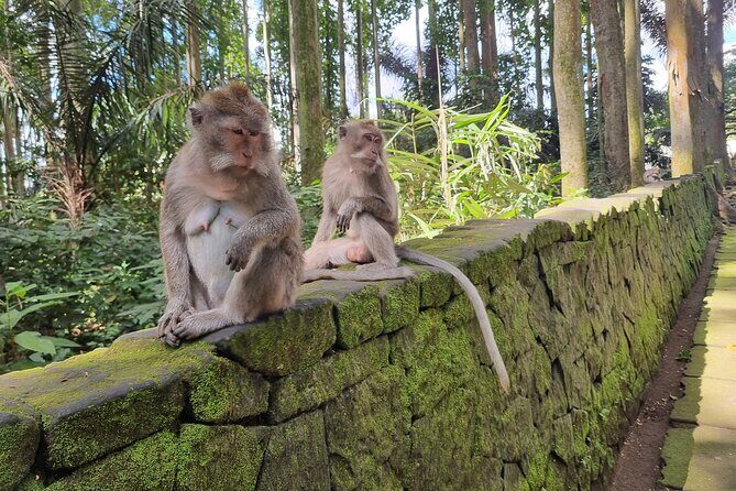 Bali Palm Reading with Jatiluwih Rice Terrace Walking Tour - FAQ