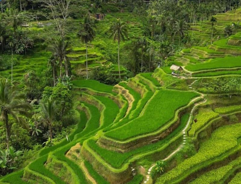 Bali: Penglipuran Village, Rice Terrace & Waterfall Tour - Authentic Highlights from Travelers