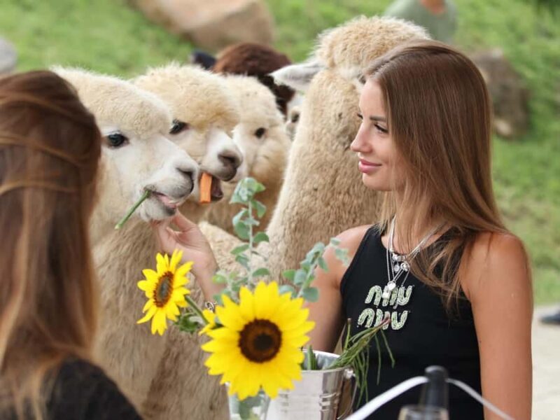 Bali: Picnic with Alpacas/Donkeys and Temple Tour - Transportation and Practicalities