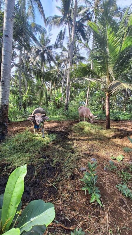 Bali: Pink Buffalo Adventure with Culinary Experience - Meeting the Pink Buffalo