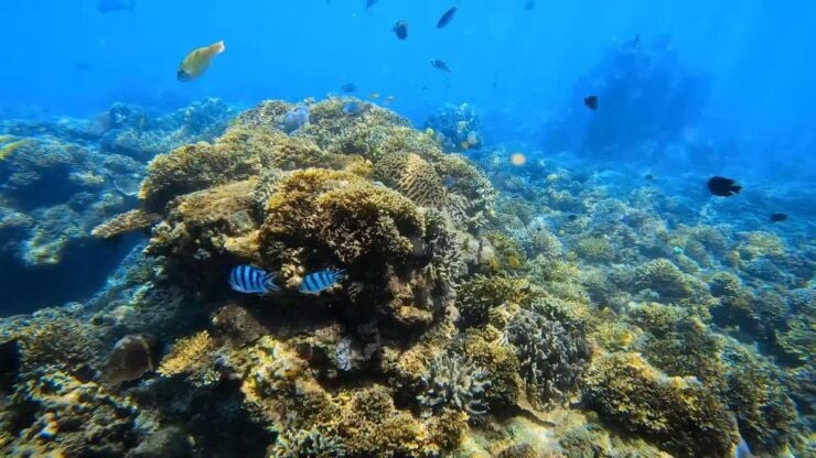 Bali: Private Blue Lagoon Snorkeling Include Hotel Transfer - Activity Details