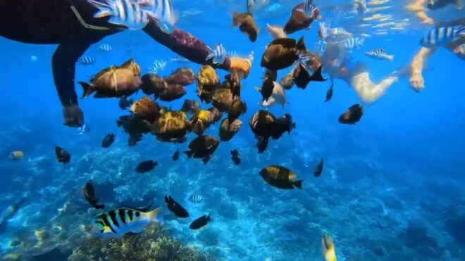 Bali: Private Blue Lagoon Snorkeling Include Hotel Transfer - Booking Information