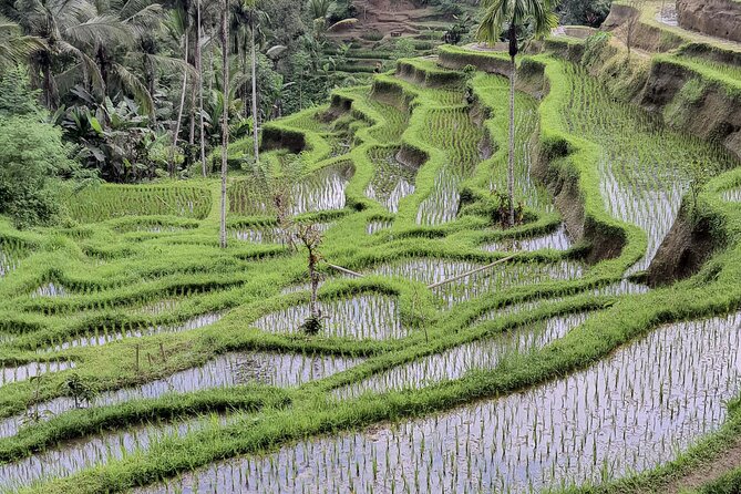 Bali Private Driver and Car for Customize Tours - Price and Cancellation Policy