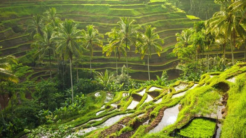 Bali private : Palm Reading Water Temple, rice terrace - Final Thoughts