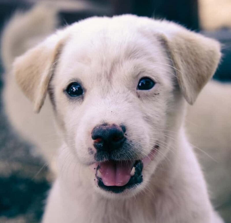 Bali: Private Puppy Therapy Experience at Your Villa - What to Expect from the Puppy Therapy Experience