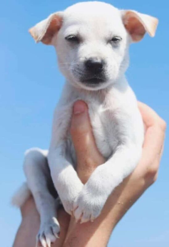 Bali: Private Puppy Therapy Experience at Your Villa - Value & Pricing Analysis