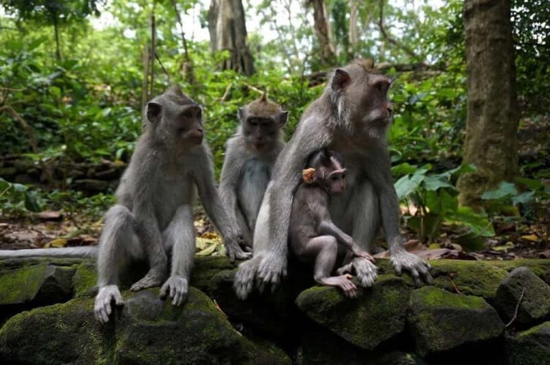 Bali: Private Sangeh Monkey Forest, Temple & Waterfall Tour - Authentic Experiences: Reviewers Insights