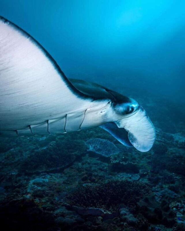 Bali: Private Snorkeling at Manta Point Nusa Penida - FAQ