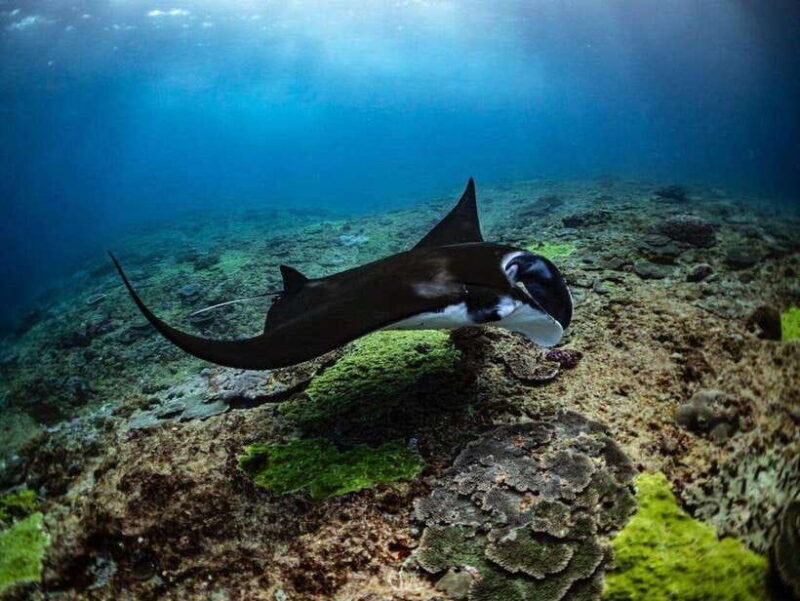 Bali: Private Snorkeling at Manta Point Nusa Penida - FAQs