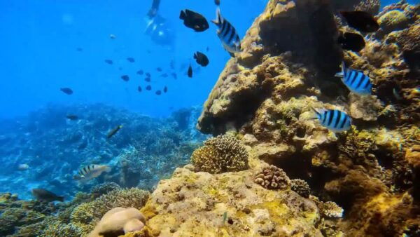 Bali: Private Snorkeling To Blue Lagoon And Tanjung Jepun - The Sum Up