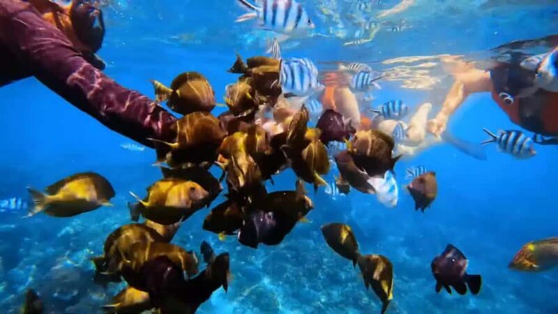 Bali: Private Snorkeling Trip to Blue Lagoon & Tanjung Jepun - Good To Know