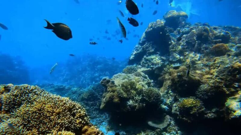 Bali: Private Snorkeling Trip to Blue Lagoon & Tanjung Jepun - Introduction: Why This Snorkeling Trip Is Worth Considering