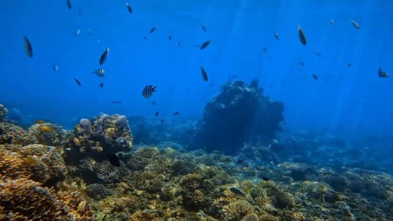 Bali: Private Snorkeling Trip to Blue Lagoon & Tanjung Jepun - What Makes This Tour Stand Out?