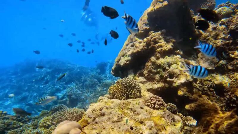Bali: Private Snorkeling Trip to Blue Lagoon & Tanjung Jepun - Practical Details: Values and Considerations