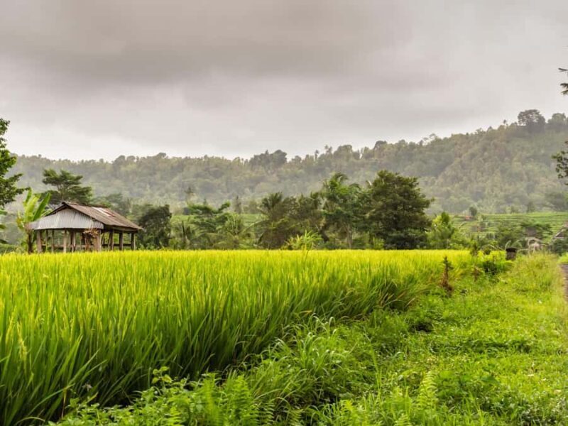 Bali: Private Waterfalls and Rice Terraces Day Trip - In-Depth Look at Each Site