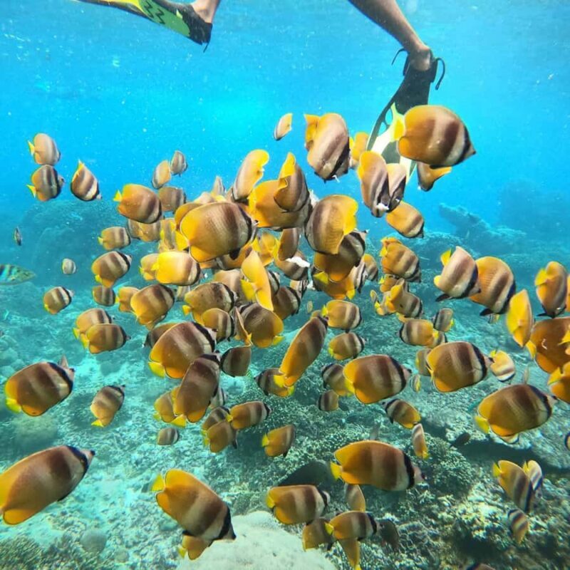 Bali: Private Yacht Snorkel at Manta Point & 2 Spots Penida - Pricing and Value