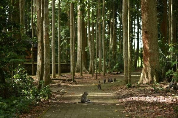 Bali: Purification Ritual at Taman Beji Griya - Booking Information