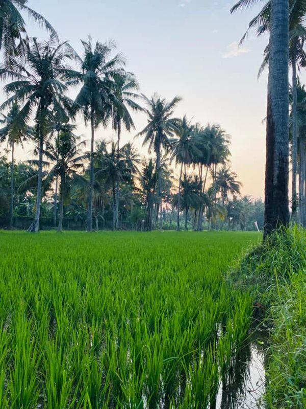 Bali: Quad Bike Adventure with Buffet Lunch - An In-Depth Look at the Quad Bike Tour