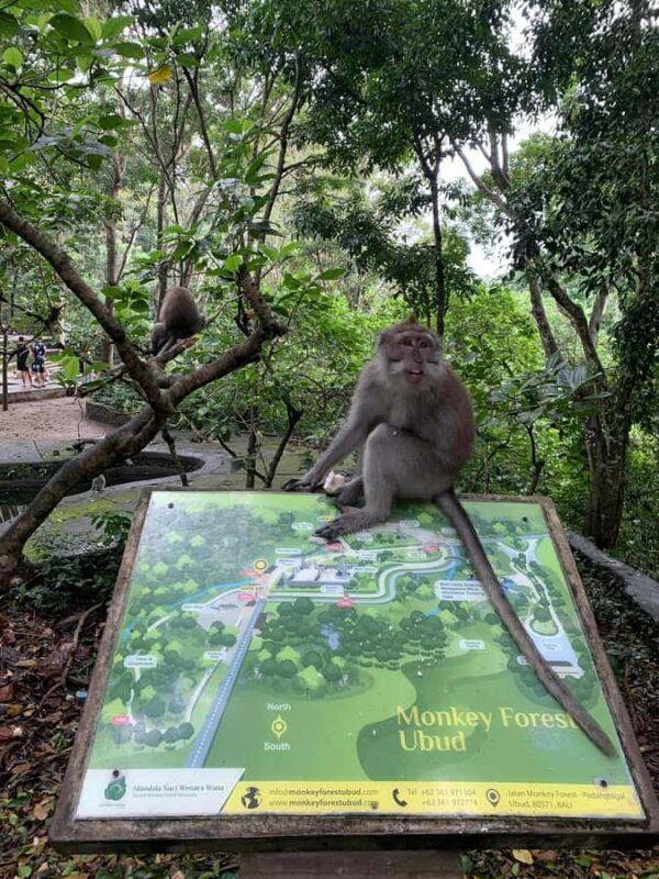 Bali Rafting ayung River Combination Private Ubud Tour - What’s Included and Not